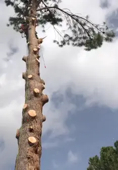 Tala y poda en altura de árboles en Teruel