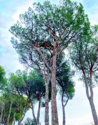 Tala y podas en altura en Teruel