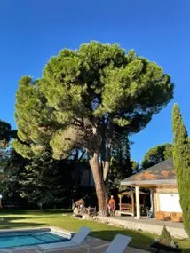 Tala y poda en Altura de árboles en Teruel y municipios
